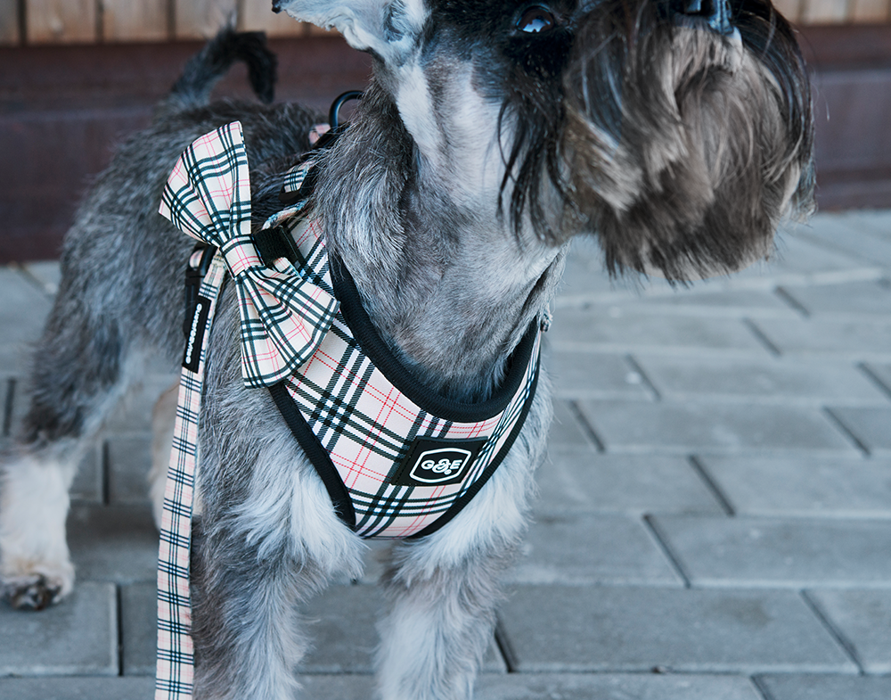 Gustaf &amp; Evita Harness - different variants - 4