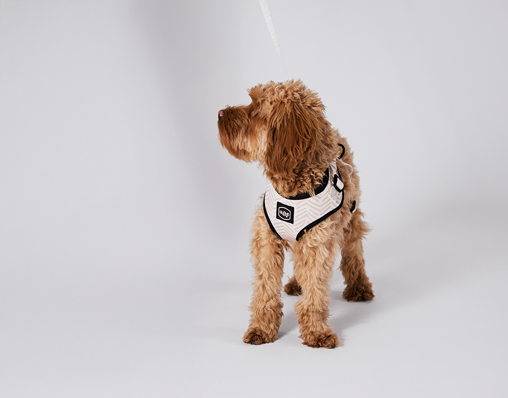Gustaf &amp; Evita Harness - different variants - 13