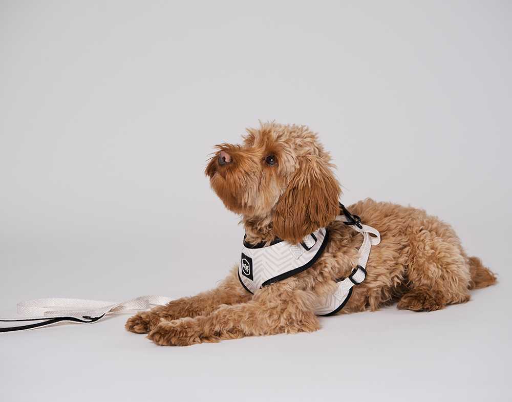 Gustaf &amp; Evita Harness - different variants - 12