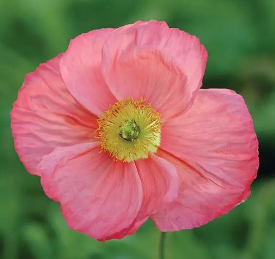 Islandsvallmo 'Champagne Bubbles F1 Pink'