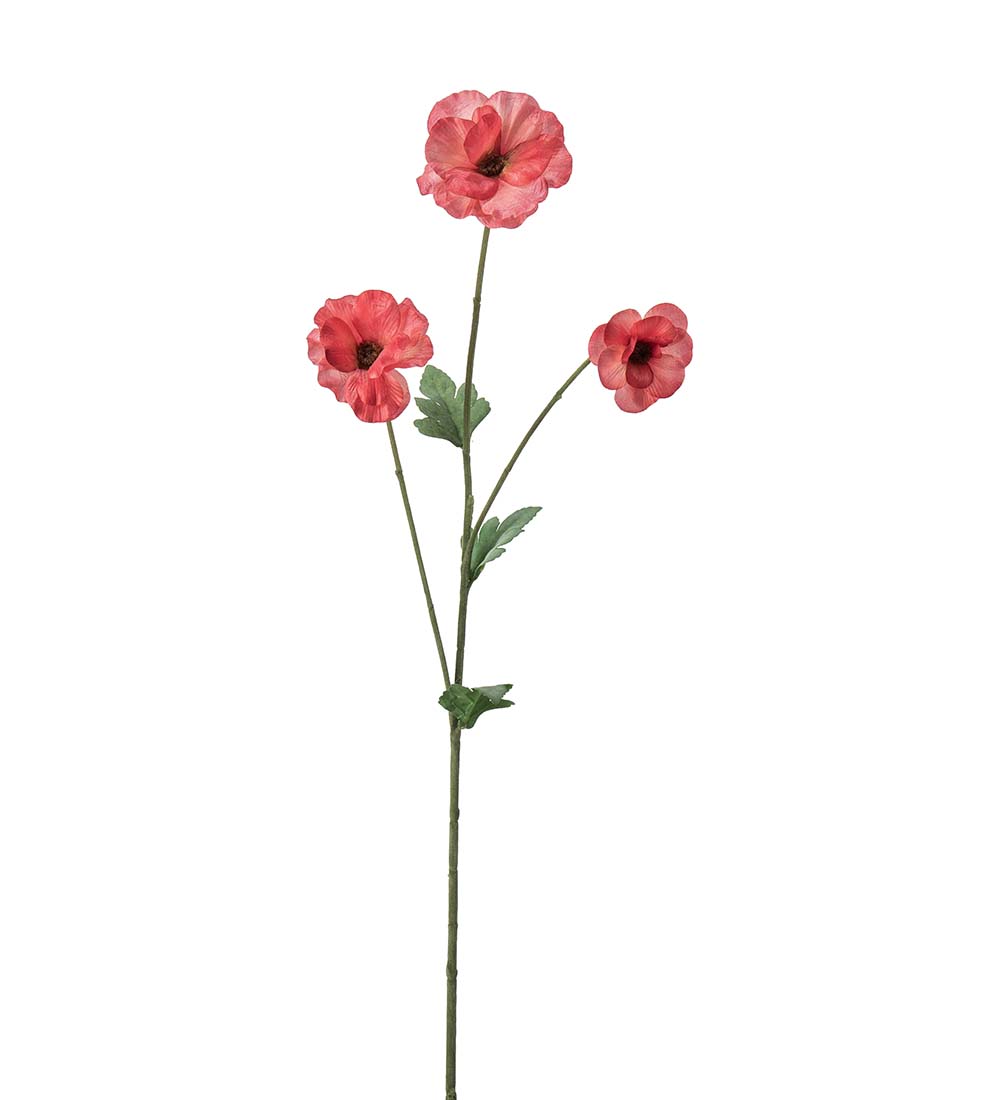 Japansk Ranuncel / Sirisrosa / H: 62cm
