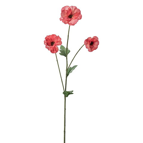 Japansk Ranuncel / Sirisrosa / H: 62cm