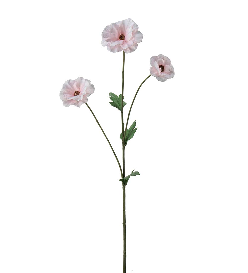 Japansk Ranuncel / Rosa / H: 62cm