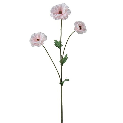 Japansk Ranuncel / Rosa / H: 62cm