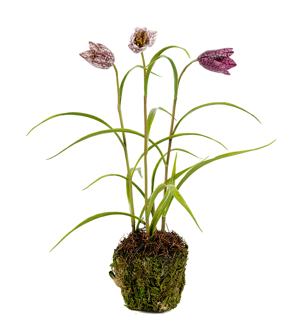 Frittilaria / Kungsängslilja/ H: 30cm