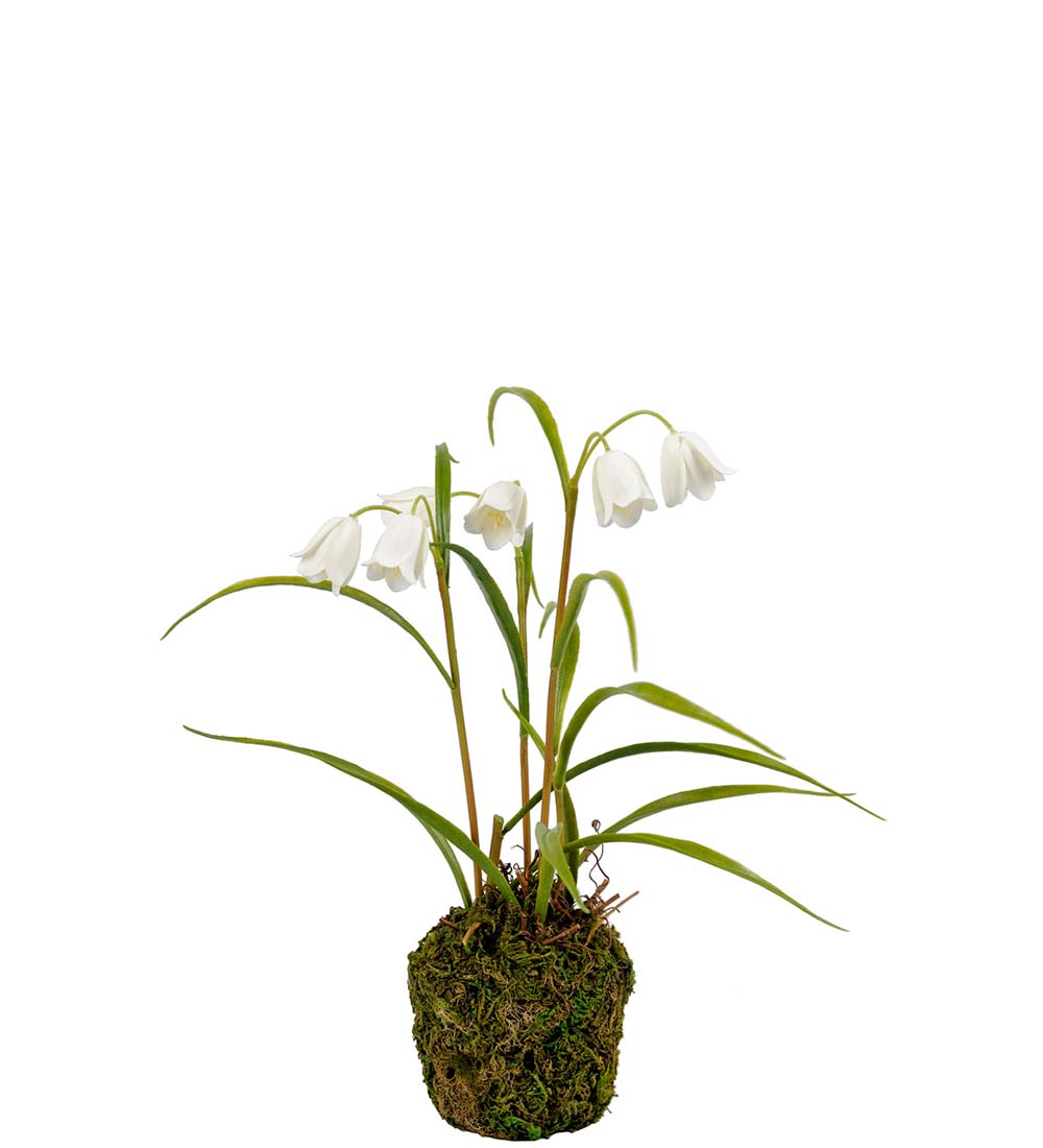 Frittilaria /  25 cm