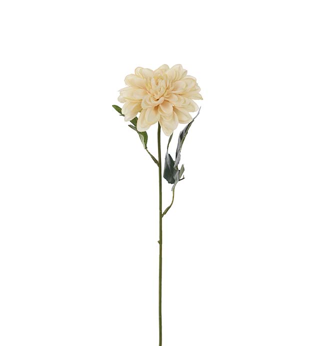 Zinnia / Creme / H: 45cm