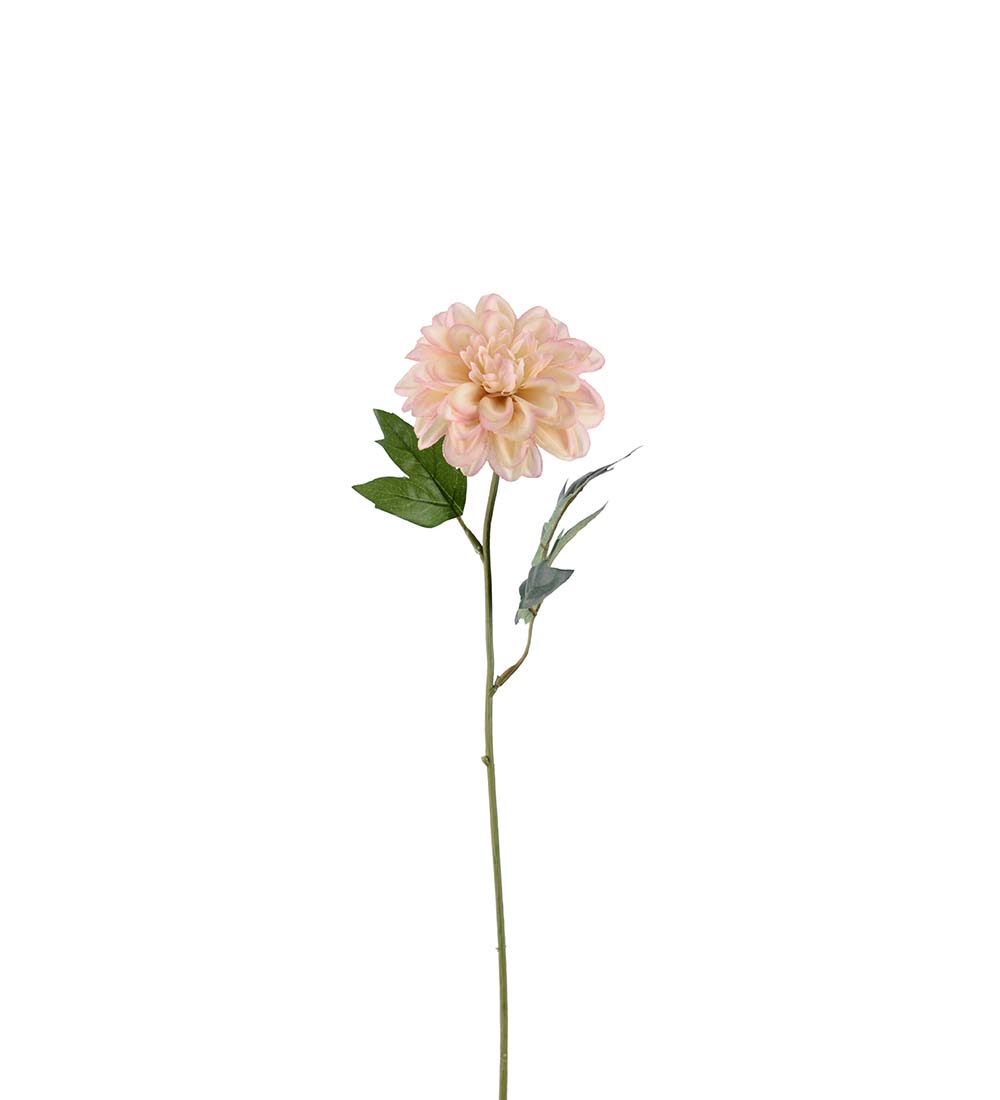 Zinnia / Rosa / H: 45cm