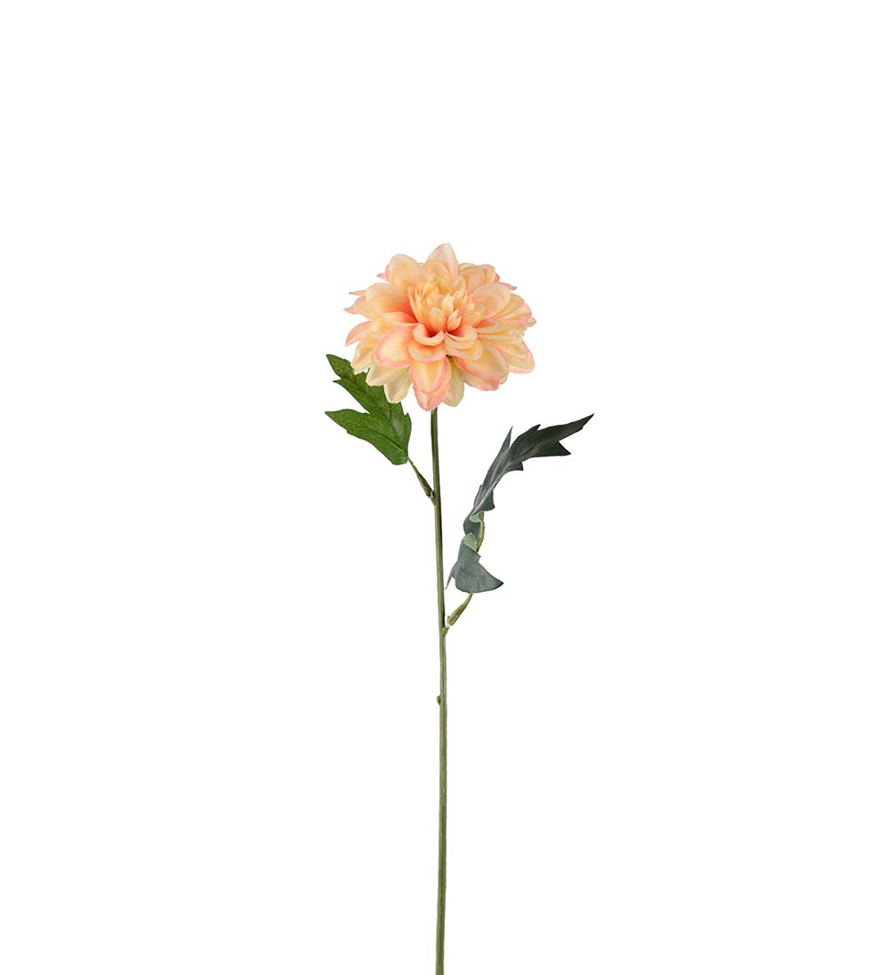 Zinnia / Aprikos / 45 cm