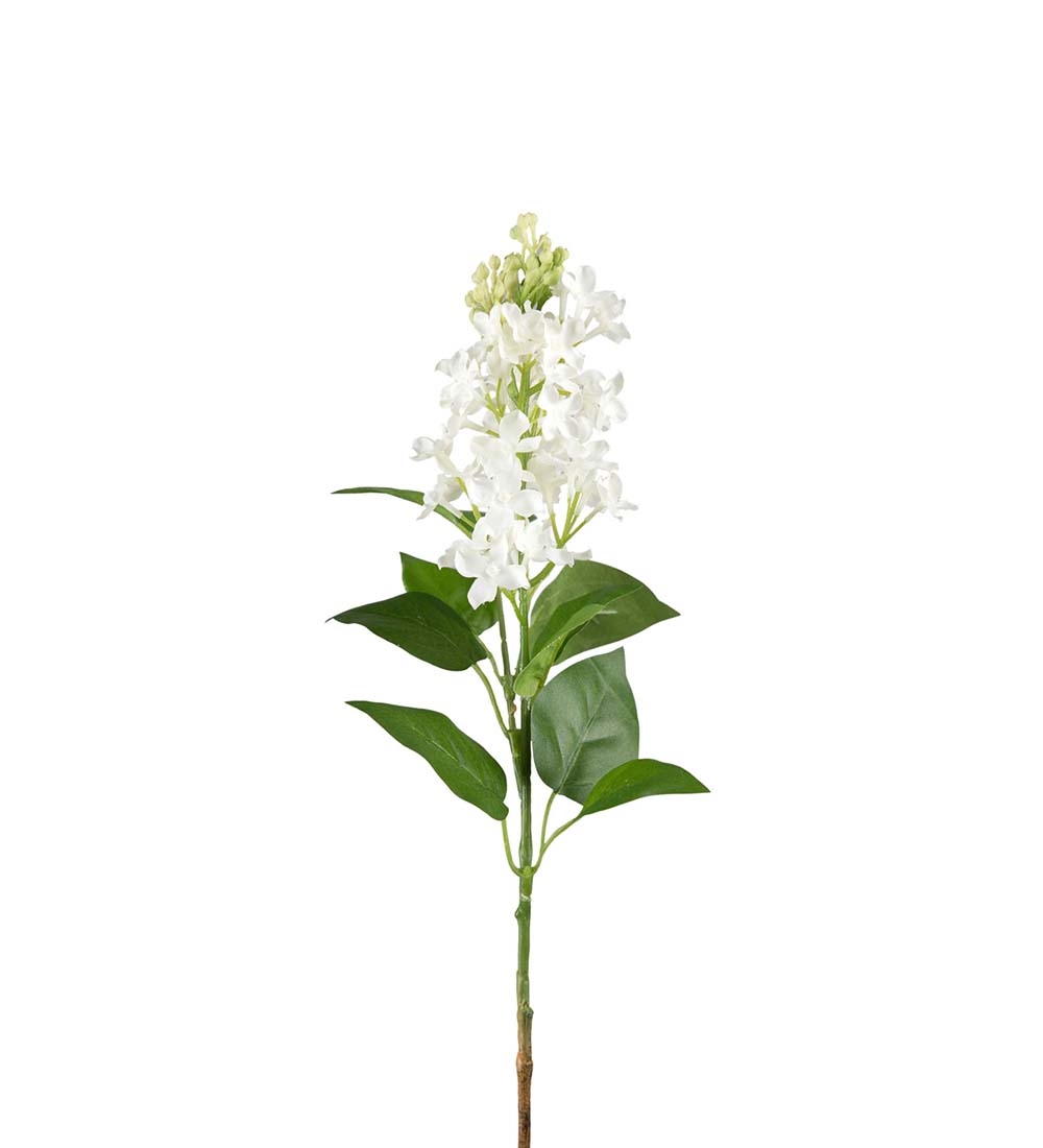 Syrén / Vit / 60 cm