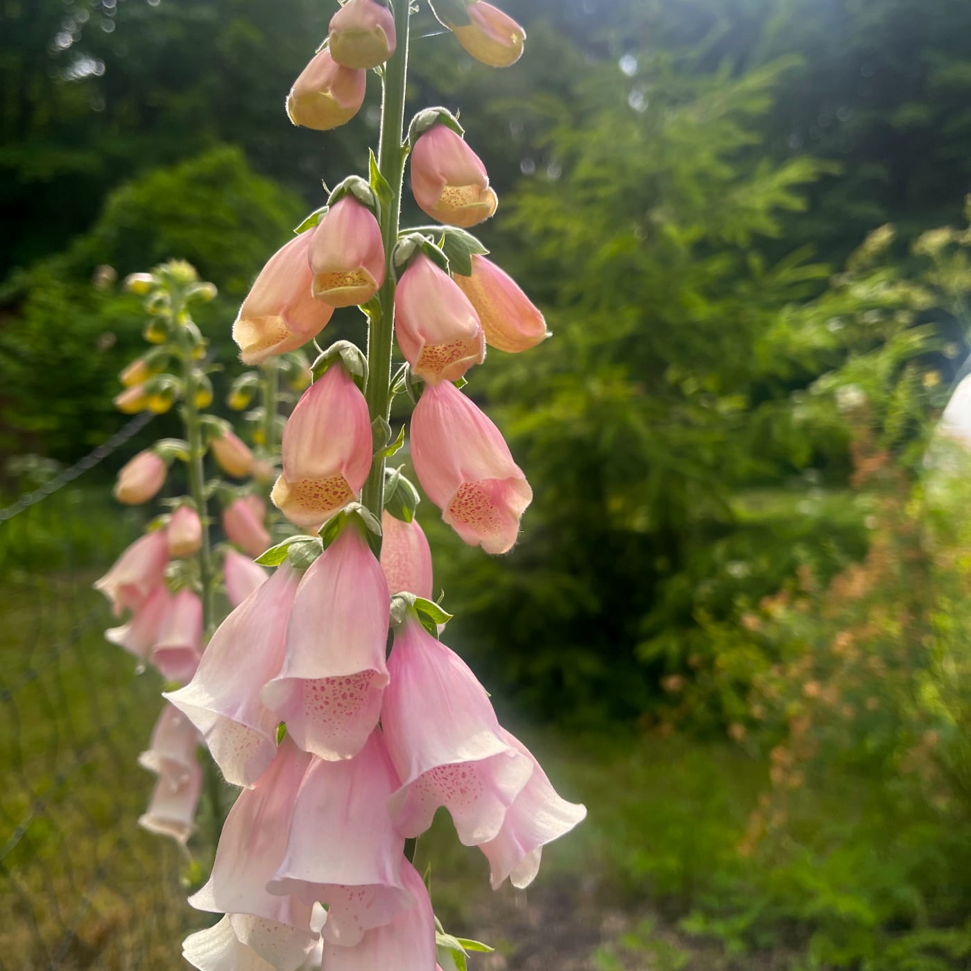 Fingerborgsblomma 'Sutton's Apricot'