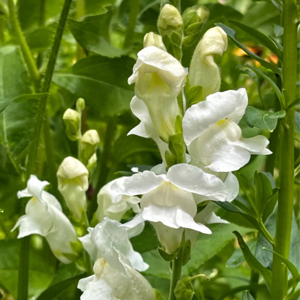 Lejongap 'Snowflake'