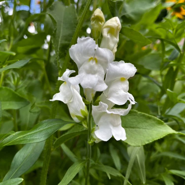 Lejongap 'Snowflake'