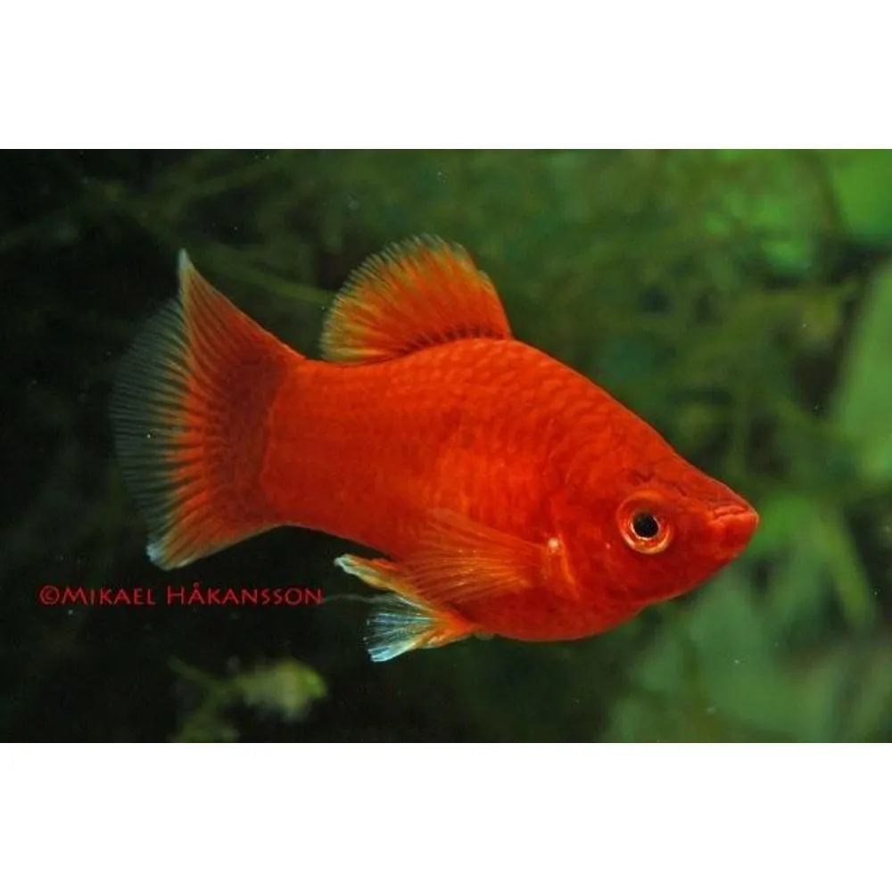 Platy Korall Röd (Xiphophorus maculatus)