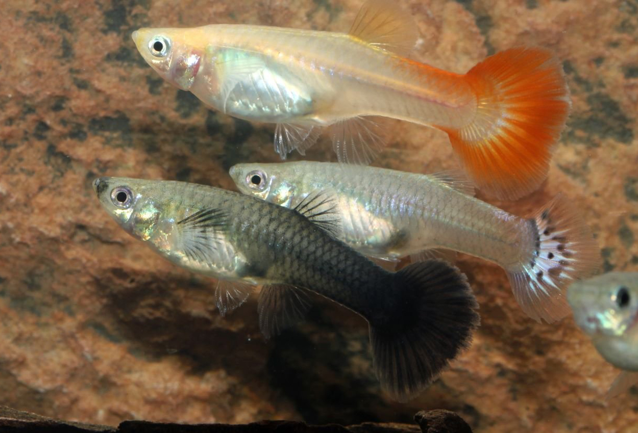 Guppy Mix Hona (Poecilia reticulata)