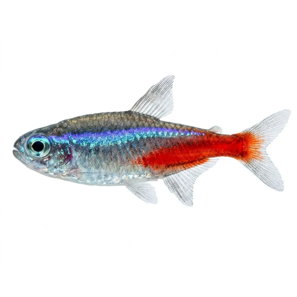 Neontetra (Paracheirodon innesi)