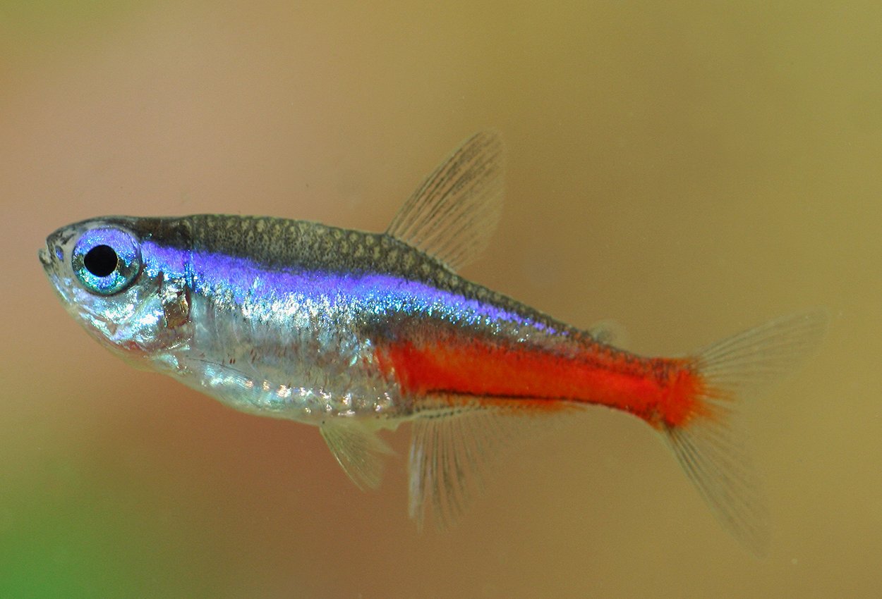 Neontetra (Paracheirodon innesi) - Herkules Zoo AB