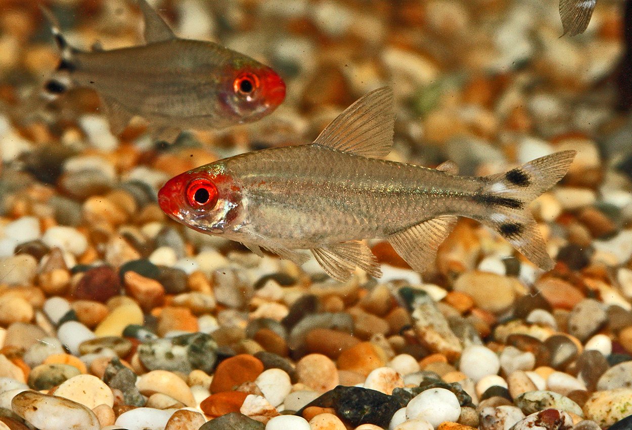 Rödmunstetra (Petitella rhodostomus)