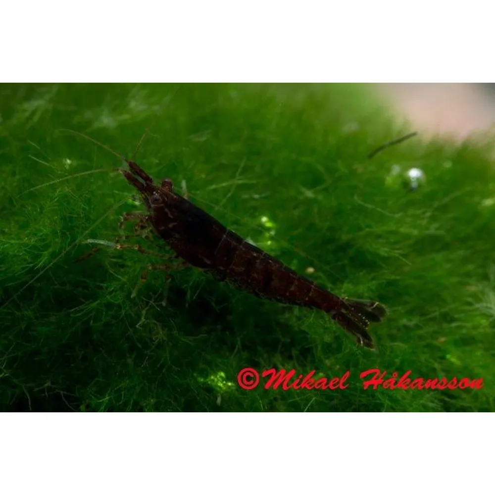 Svart Sakura räka (Neocaridina davidi)
