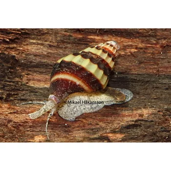 Snäckätande Snäcka (Clea helena)