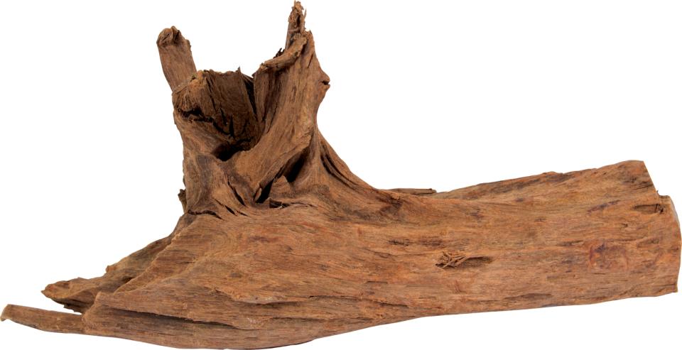 Mangrove Rot L 35-45 cm