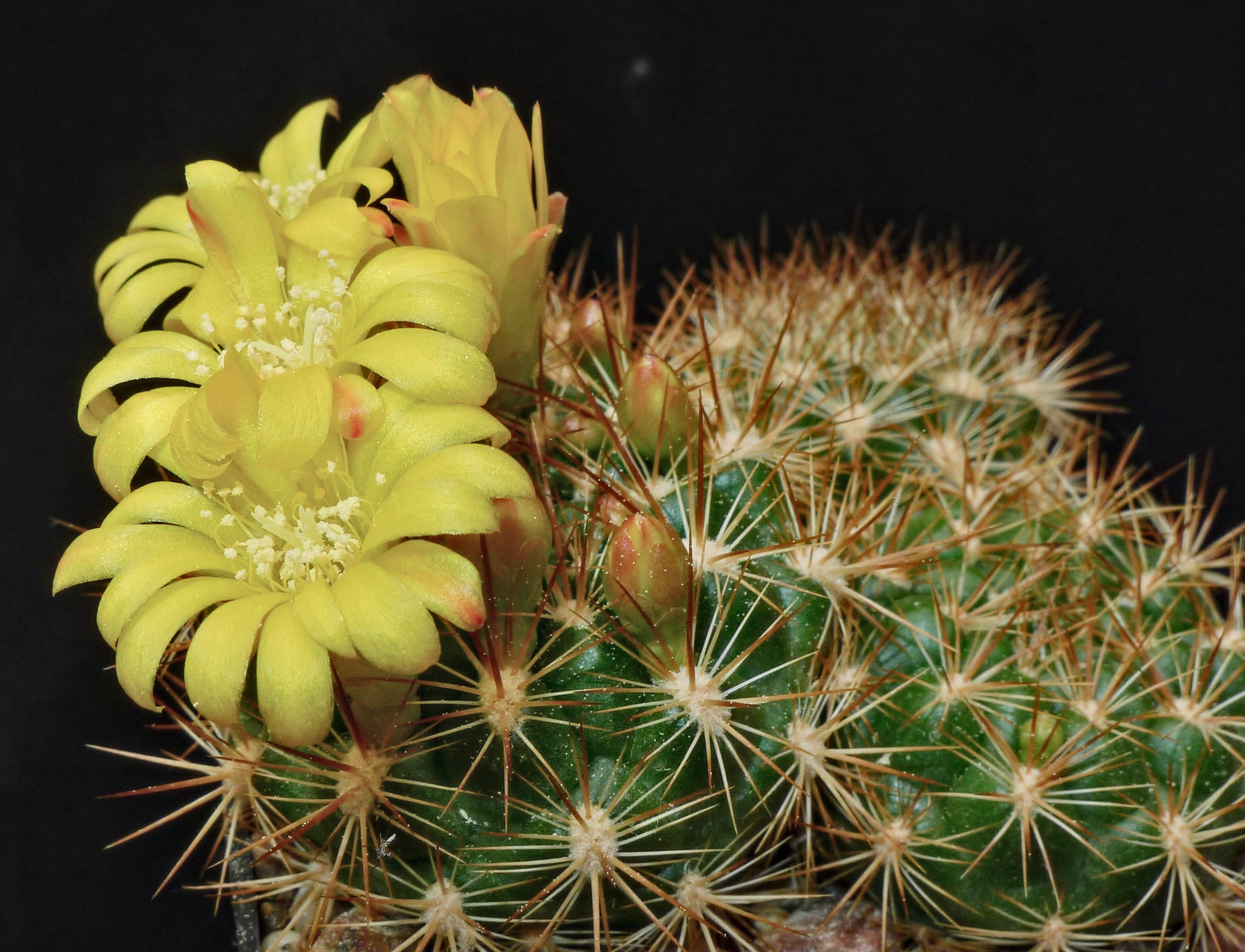 Weingartia neucumingii MN 439 (Comarapa dam, 1919m, Bol)