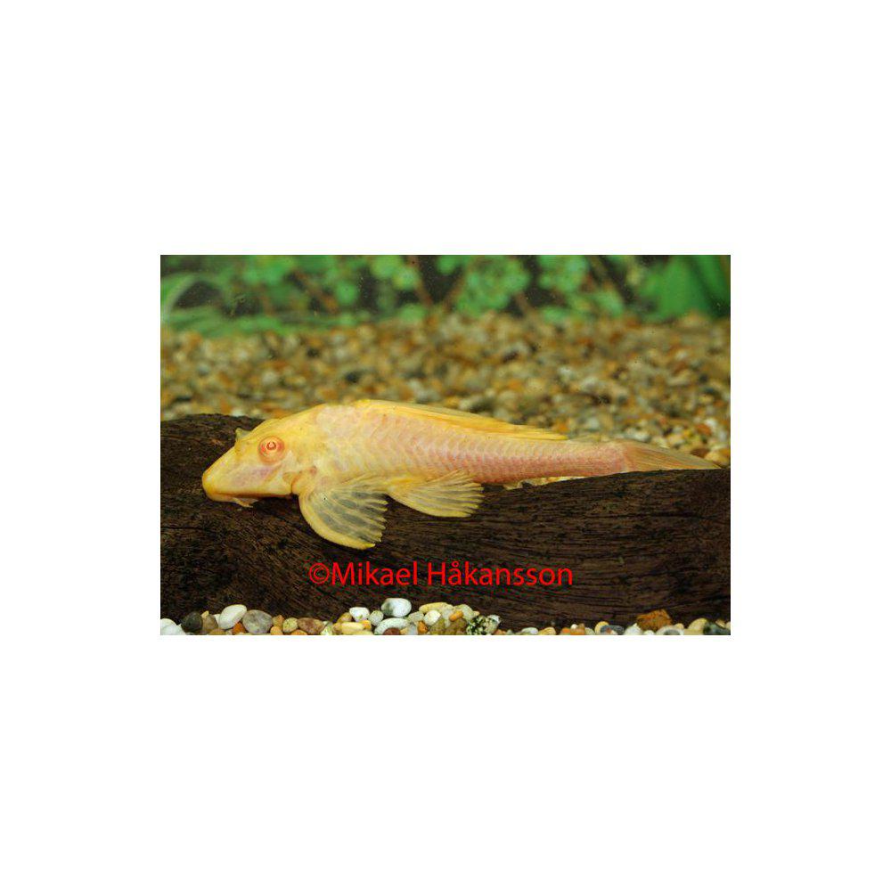Plecostomus Röd Albino (Glyptoperichthys gibbiceps)