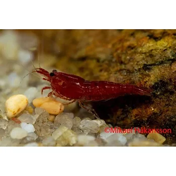 Bloody Mary-räka (Neocaridina davidi var. bloody Mary)