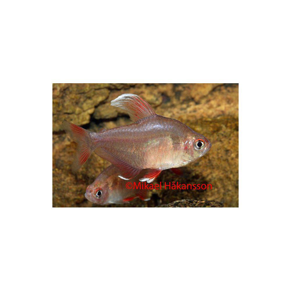 Rosentetra Vitfenad (Hyphessobrycon rosaceus)