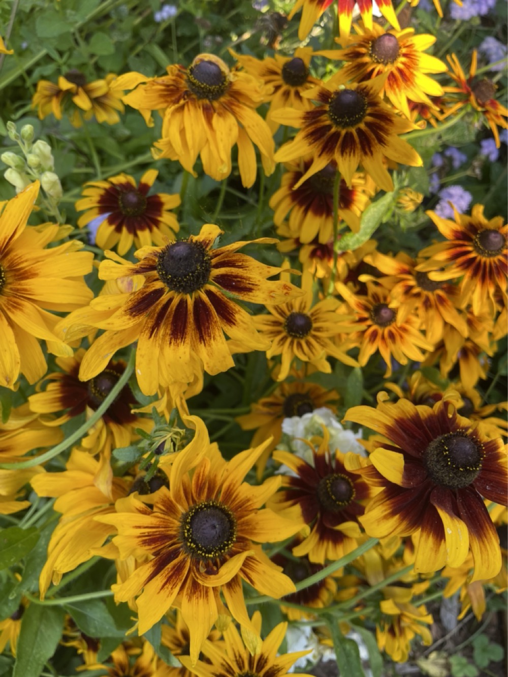 Rudbeckia 'Orange Fudge' - Cappuccino