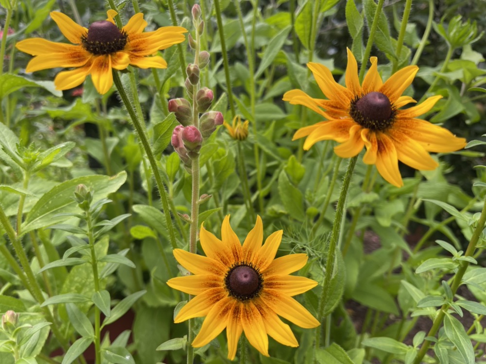 Rudbeckia 'Orange Fudge' - Cappuccino - 3