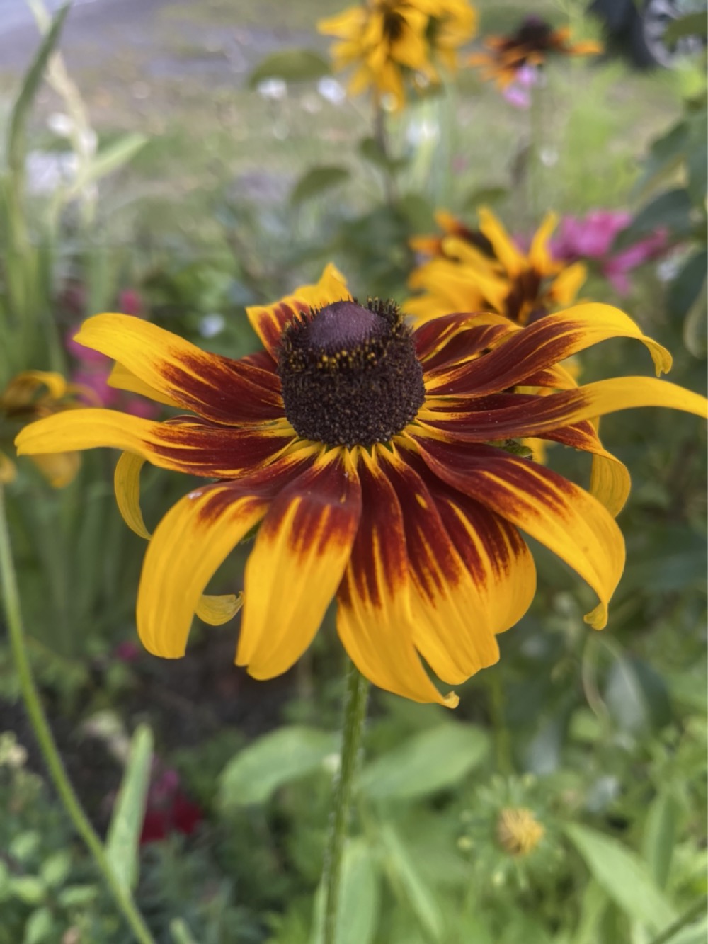 Rudbeckia 'Orange Fudge' - Cappuccino - 2