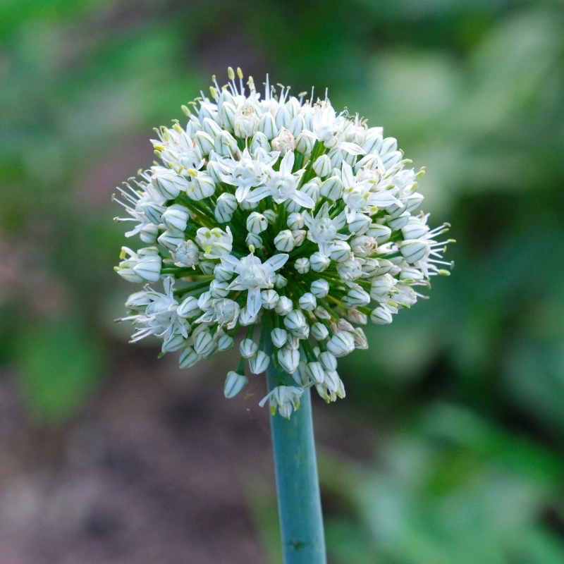 Piplök 'Welsh Green' -Gräslök vit blomma
