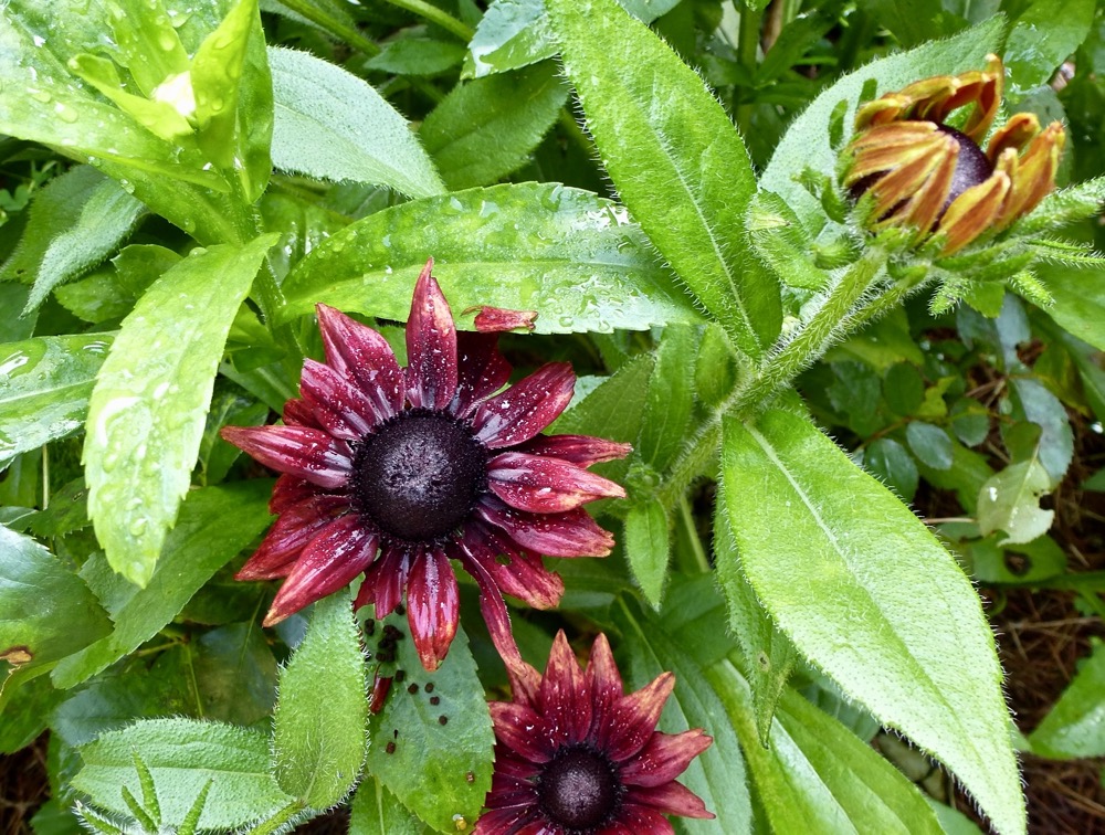 Rudbeckia 'Cherry Brandy'