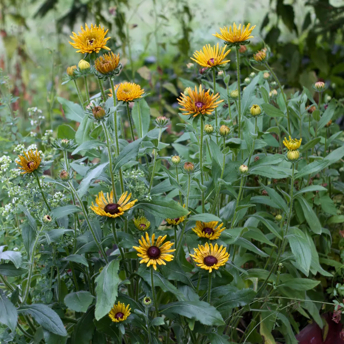 Rudbeckia 'Chim Chiminee'