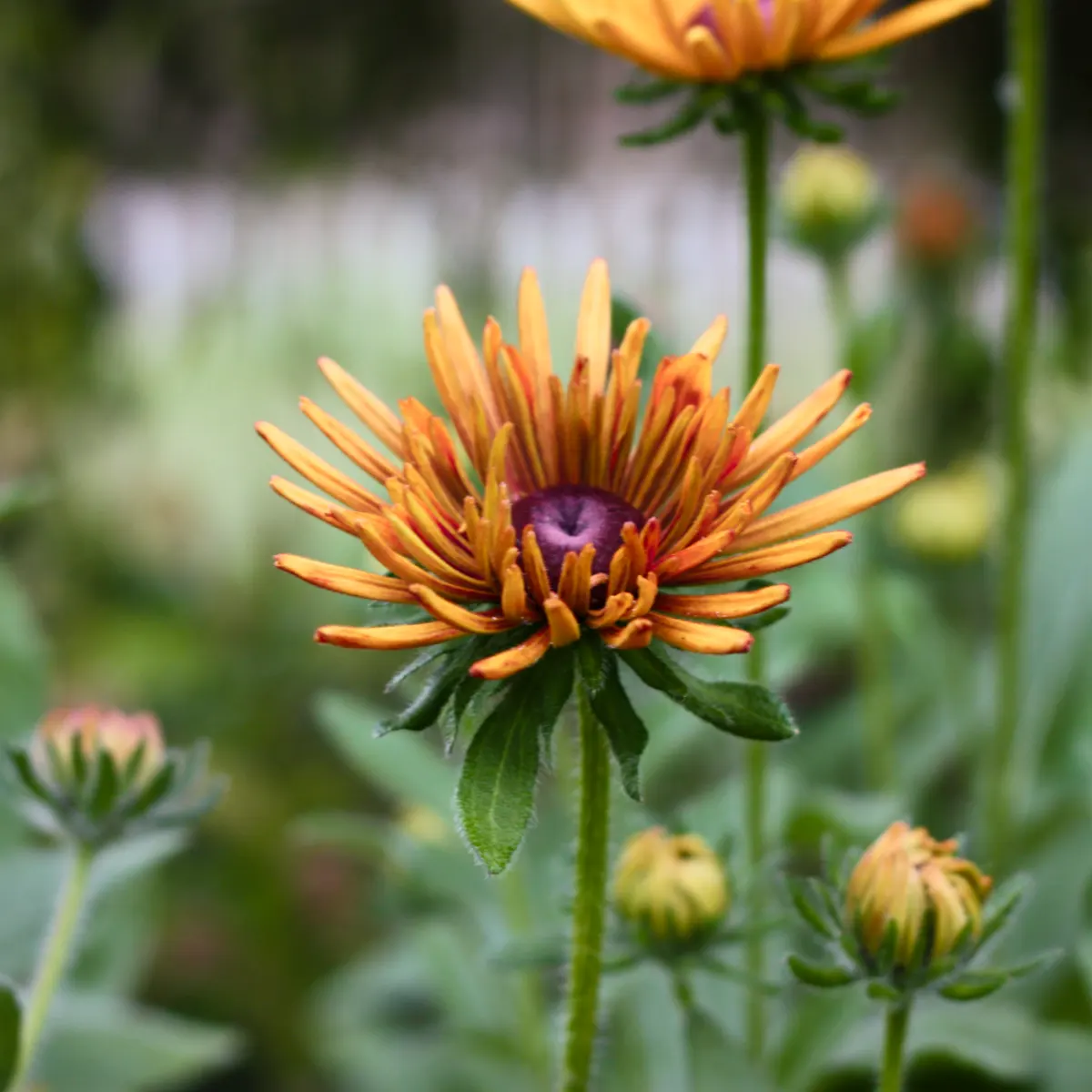 Rudbeckia 'Chim Chiminee' - 4
