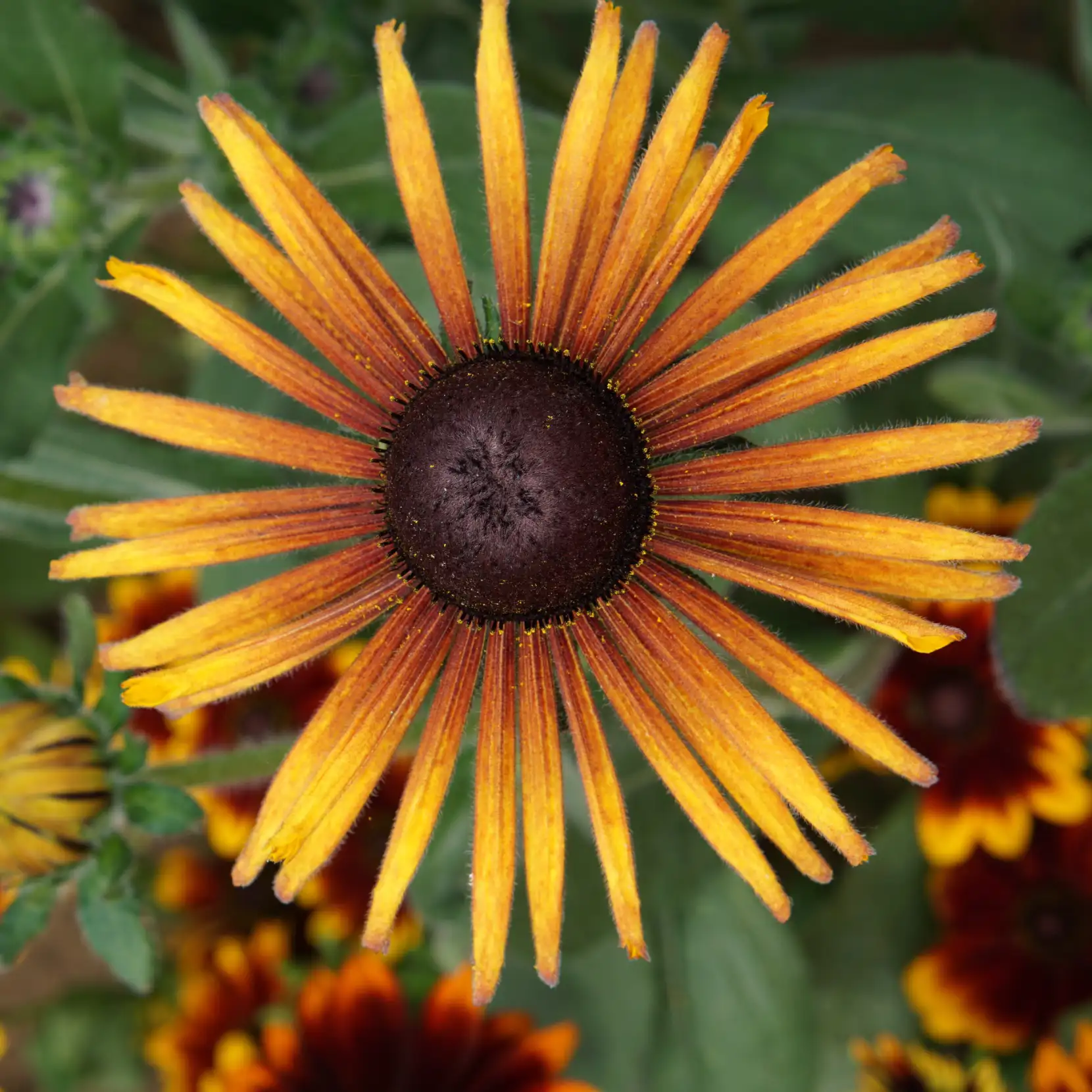Bild på Rudbeckia 'Chim Chiminee'