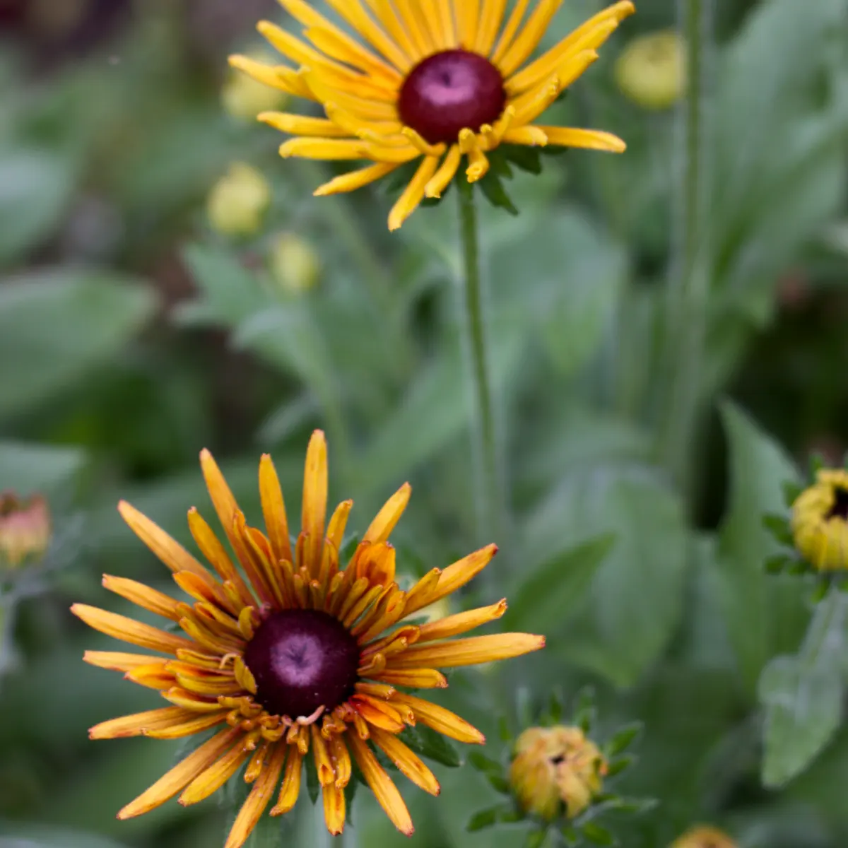 Rudbeckia 'Chim Chiminee' - 2