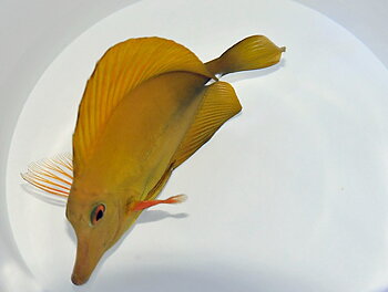 Zebrasoma scopas Yellow (reef safe)