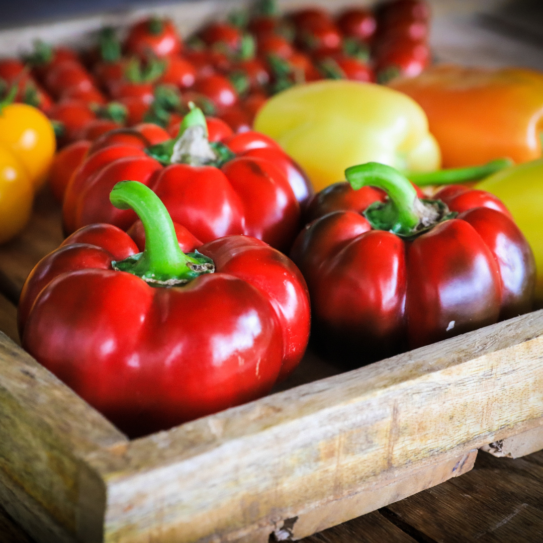 Ekologisk Paprika - Shirina