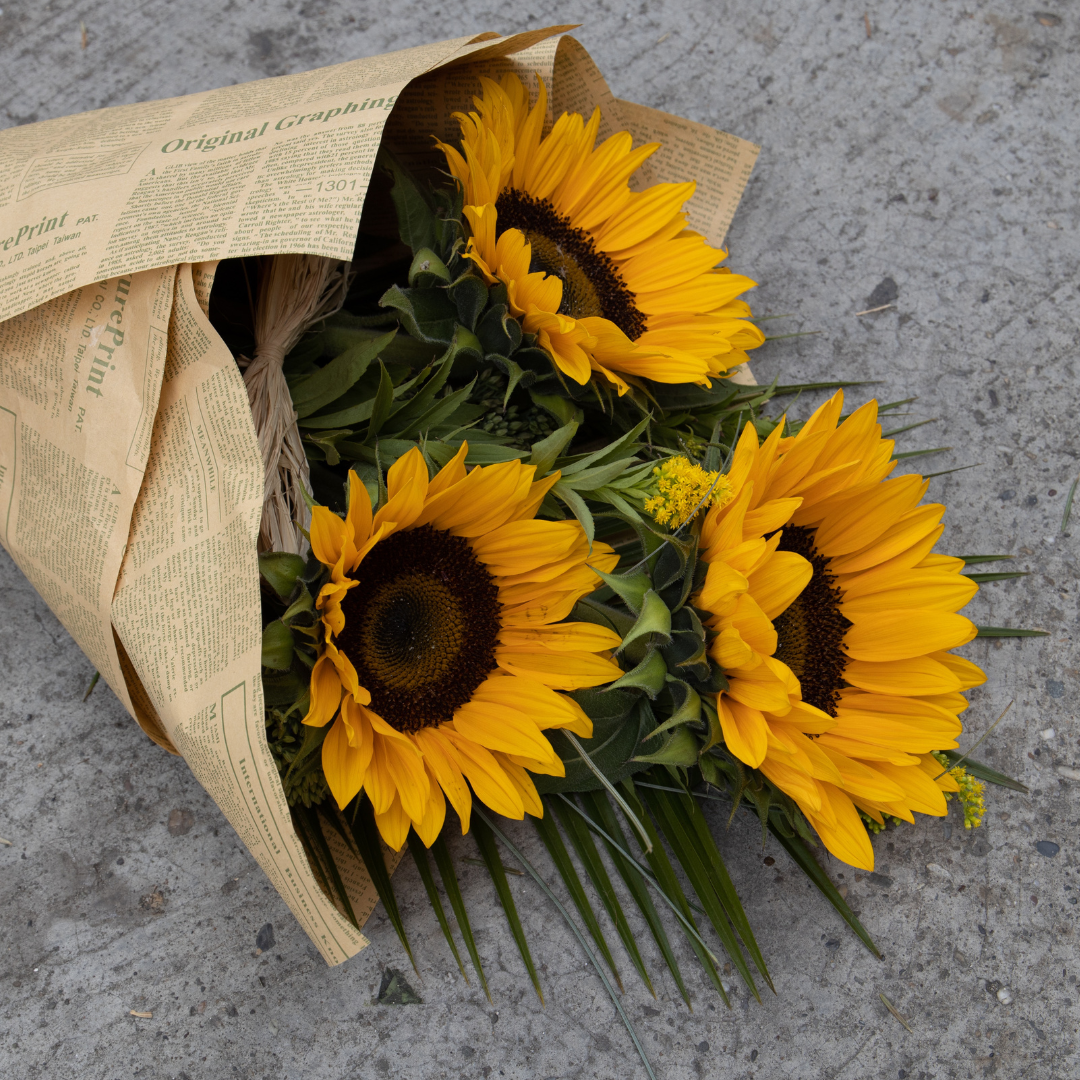 Ekologisk Solros - Sinja