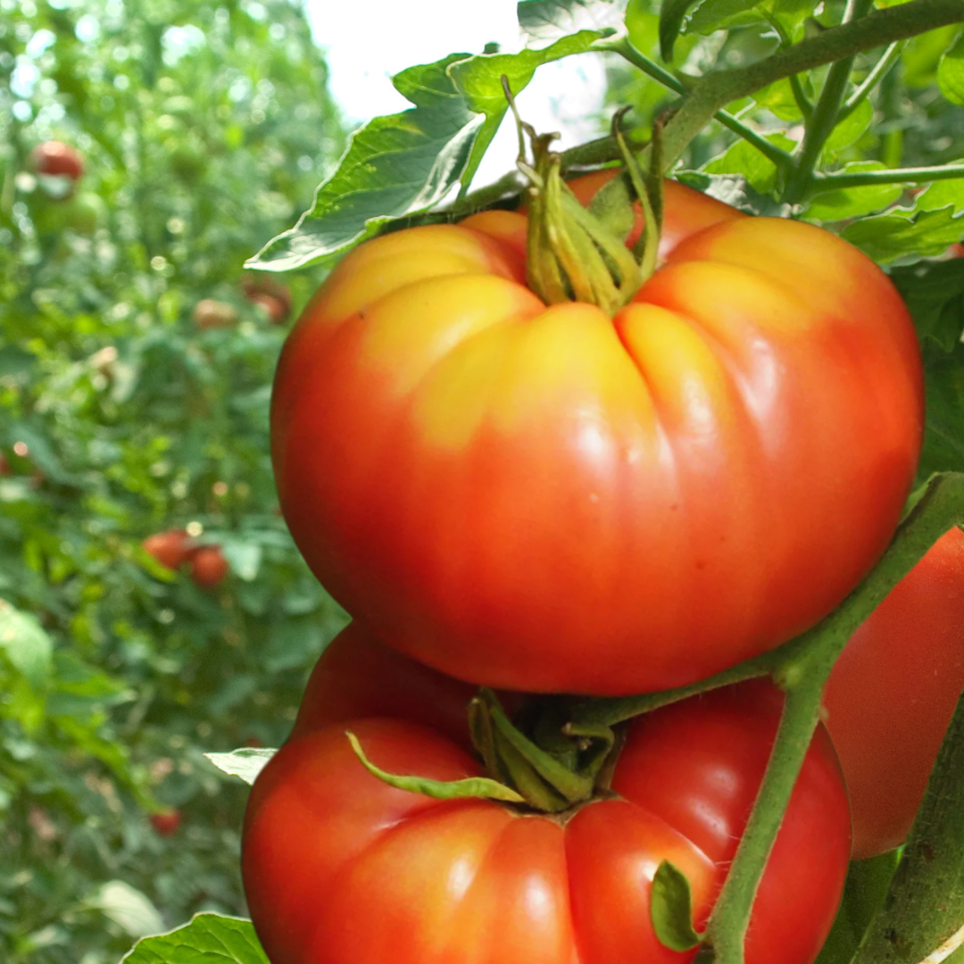 Ekologisk Tomat - Paprikaförmige