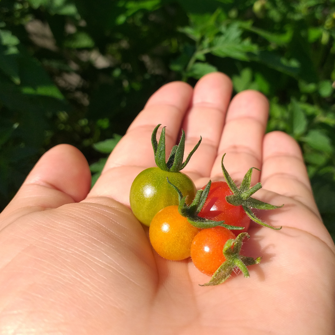 Ekologisk Vinbärstomat - Rote Murmel
