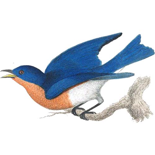 Eastern Bluebird