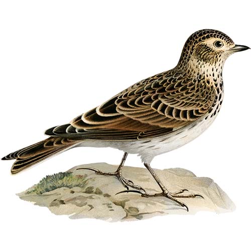Eurasian skylark