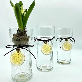 Hyacinth canvas with glass roofs