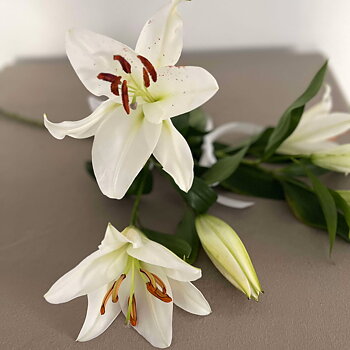 vit lilja med lång själk 639