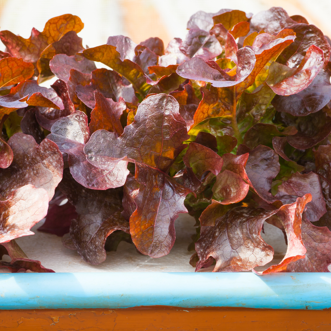 Ekologisk Ekbladssallat - Cantarix