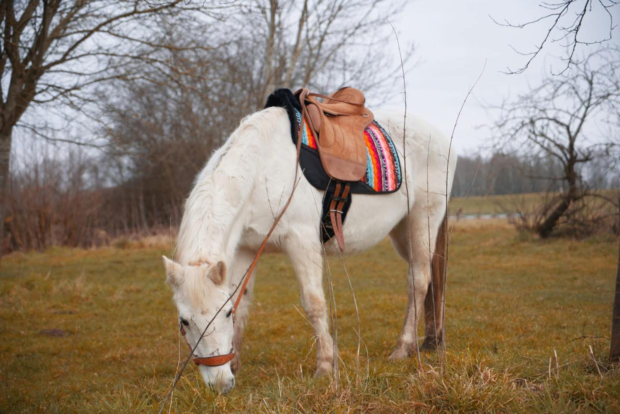 EDIX® Union, riding pad / bareback saddle, suede, cognac - 4