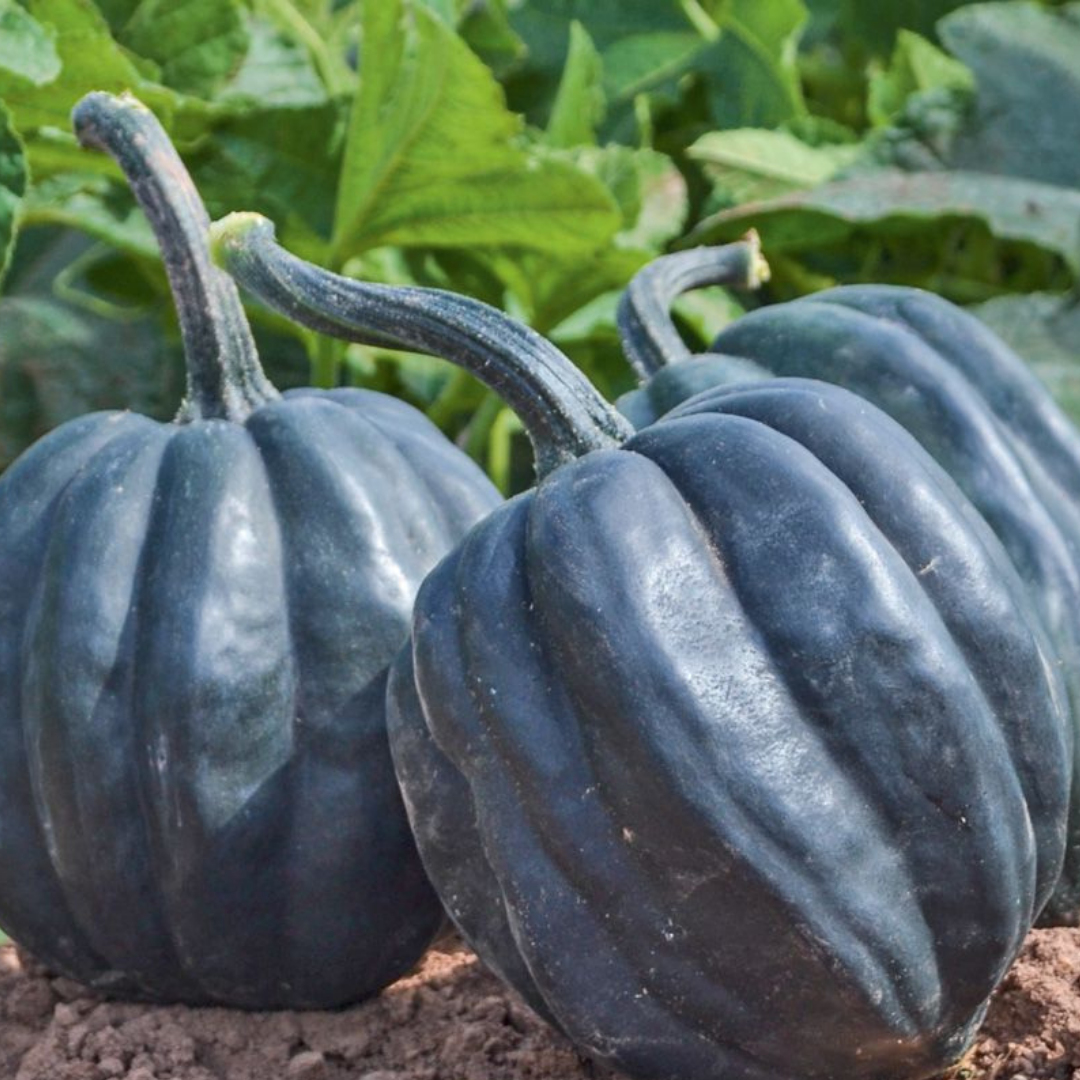 Ekologisk Vintersquash - Table Queen